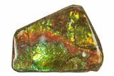 Iridescent Ammolite (Fossil Ammonite Shell) - Rainbow Colored #275083-1